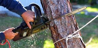 Myrtle Grove, NC Tree Removal Services Company